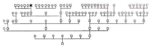 Stammtafel (Schema)